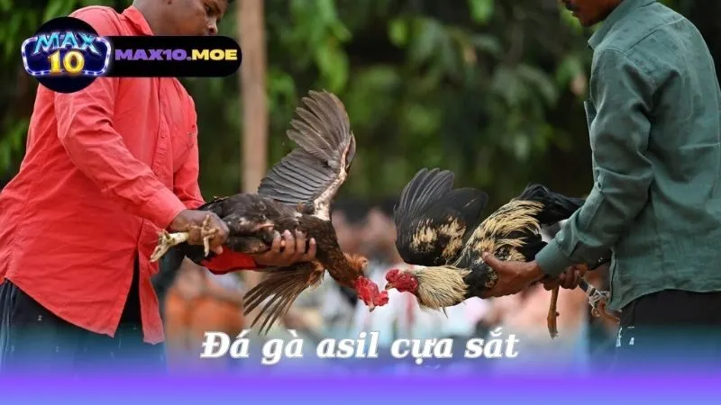 Đá gà asil cựa sắt - Khám Phá Thế Giới Của Những Chiến Binh 2 da-ga-asil-cua-sat