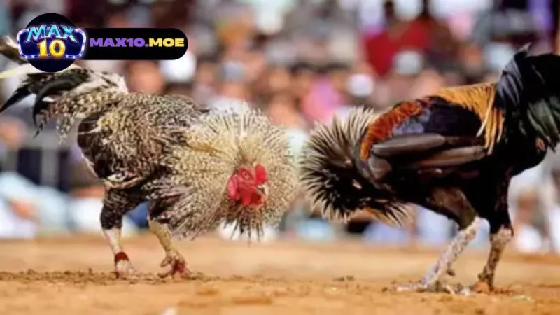 Đá gà asil cựa sắt - Khám Phá Thế Giới Của Những Chiến Binh 2 gioi-thieu-ve-da-ga-asil-cua-sat