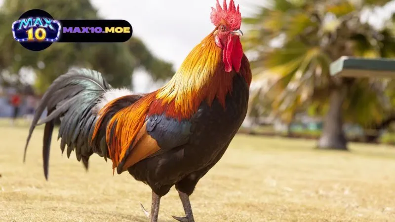 Đá gà asil cựa sắt - Khám Phá Thế Giới Của Những Chiến Binh 3 ky-thuat-nuoi-duong-da-ga-asil-cua-sat