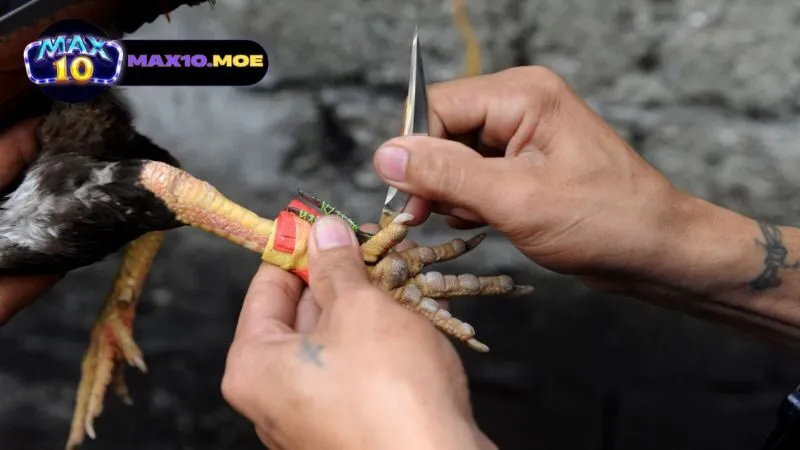 Đá gà asil cựa sắt - Khám Phá Thế Giới Của Những Chiến Binh 4 chien-thuat-thi-dau-cho-da-ga-asil-cua-sat