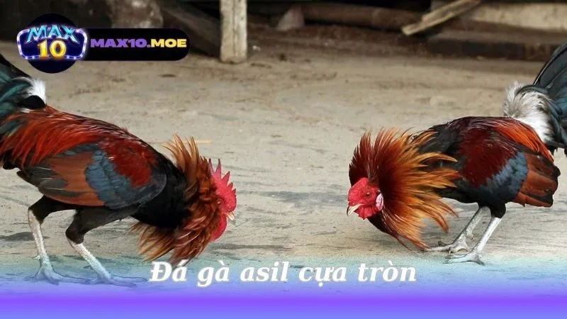 Đá Gà Asil Cựa Tròn - Khám Phá Thế Giới Đầy Kích Thích 3 da-ga-asil-cua-tron