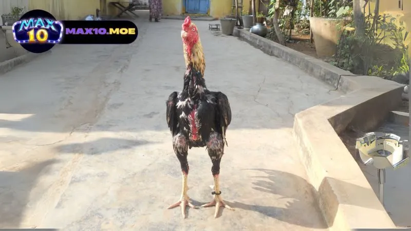 Đá Gà Asil Cựa Tròn - Khám Phá Thế Giới Đầy Kích Thích 2 gioi-thieu-ve-da-ga-asil-cua-tron