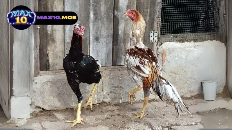 Đá Gà Asil Cựa Tròn - Khám Phá Thế Giới Đầy Kích Thích 4 ky-thuat-da-ga-asil-cua-tron