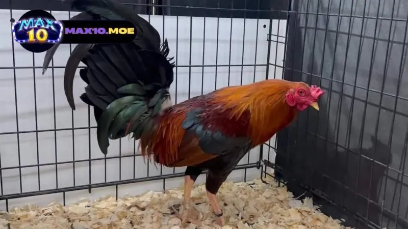 Đá Gà Asil Cựa Tròn - Khám Phá Thế Giới Đầy Kích Thích 3 cach-nuoi-va-cham-soc-ga-asil