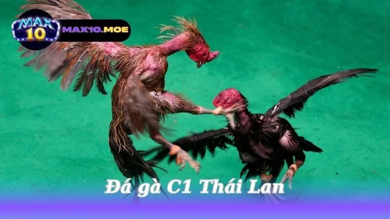 Đá gà C1 Thái Lan - Khám Phá Thế Giới Kịch Tính Của Đấu Gà 7 da-ga-c1-thai-lan
