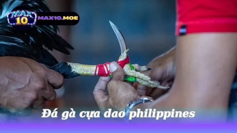 Đá gà cựa dao Philippines - Khám phá thế giới đầy kịch tính 4 da-ga-cua-dao-philippines