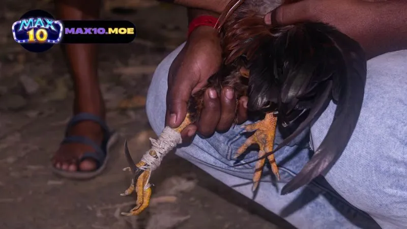 Đá gà cựa dao Philippines - Khám phá thế giới đầy kịch tính 2 gioi-thieu-ve-da-ga-cua-dao-philippines