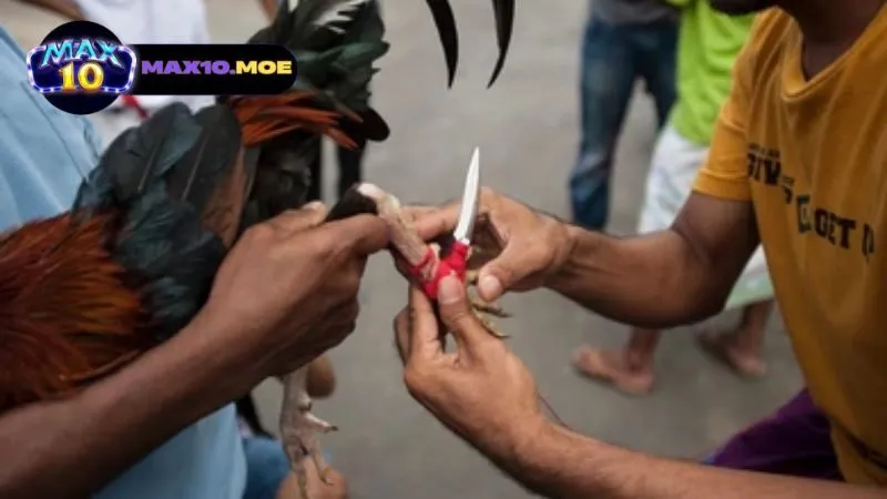 Đá gà cựa dao Philippines - Khám phá thế giới đầy kịch tính 3 cac-quy-tac-va-cach-to-chuc-da-ga-philippines