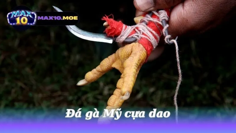 Đá gà Mỹ cựa dao - Khám Phá Thế Giới Đầy Hấp Dẫn và Kịch Tính 5 da-ga-my-cua-dao