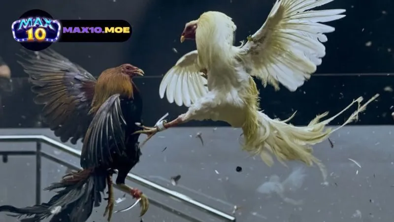 Đá gà Mỹ cựa dao - Khám Phá Thế Giới Đầy Hấp Dẫn và Kịch Tính 2 gioi-thieu-ve-da-ga-my-cua-dao