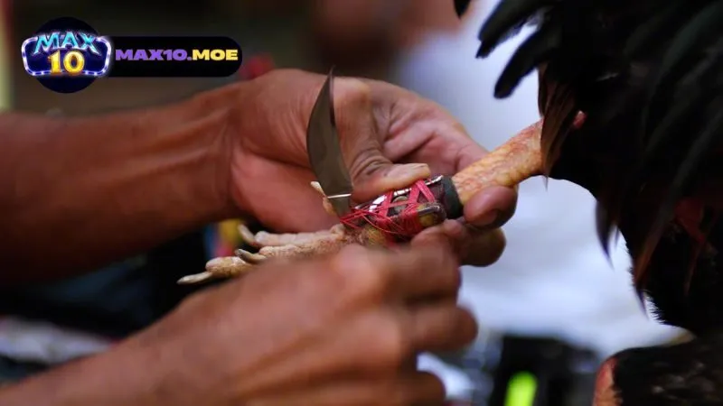 Đá gà Mỹ cựa dao - Khám Phá Thế Giới Đầy Hấp Dẫn và Kịch Tính 4 quy-trinh-thi-dau-da-ga-my-cua-dao