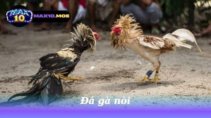 Đá Gà Nòi - Nghệ Thuật và Truyền Thống Trong Một Tín Ngưỡng 6 da-ga-noi