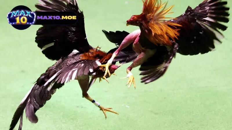 Đá Gà Nòi - Nghệ Thuật và Truyền Thống Trong Một Tín Ngưỡng 3 dac-diem-va-suc-manh-cua-tung-giong