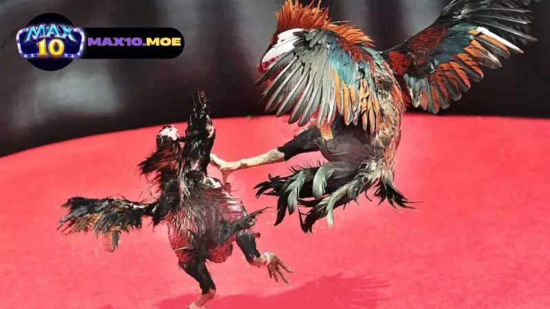 Đá Gà Nòi - Nghệ Thuật và Truyền Thống Trong Một Tín Ngưỡng 4 ky-thuat-huan-luyen