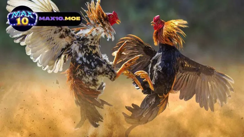 Trường Gà Lệ Thanh - Điểm Đến Hấp Dẫn Cho Tín Đồ Cá Cược 2 khai-quat-ve-truong-ga-le-thanh