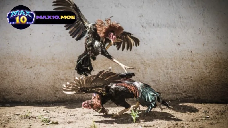 Trường Gà Lệ Thanh - Điểm Đến Hấp Dẫn Cho Tín Đồ Cá Cược 4 dac-diem-noi-bat-cua-truong-ga-le-thanh