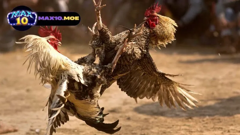 Trường Gà Lệ Thanh - Điểm Đến Hấp Dẫn Cho Tín Đồ Cá Cược 3 van-hoa-ca-cuoc